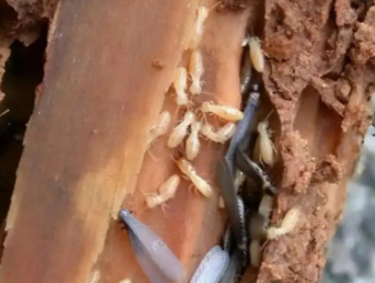 浙江白蚁防治公司分享家庭常态化防虫养护，打造长效无蚁宜居环境